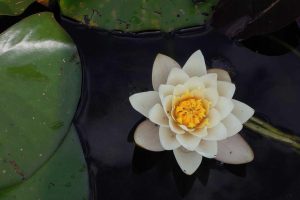 ‘Navigating Debt Relief Options in 2025: A Comprehensive Guide’