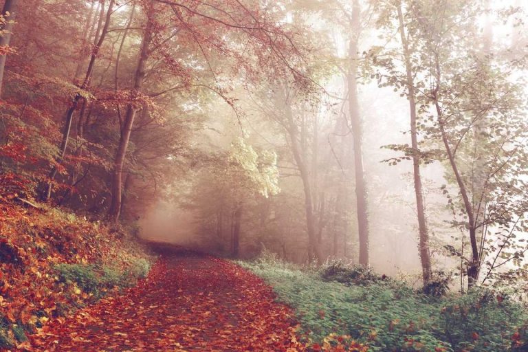 “Thriving in the Remote Work Era: Strategies for 2025”